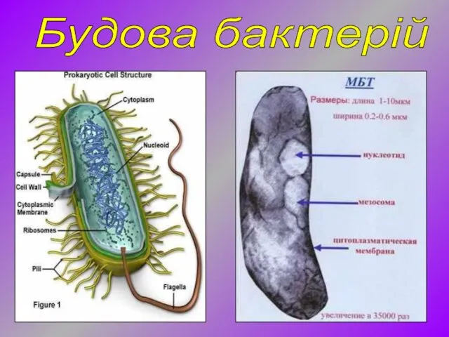 Будова бактерій