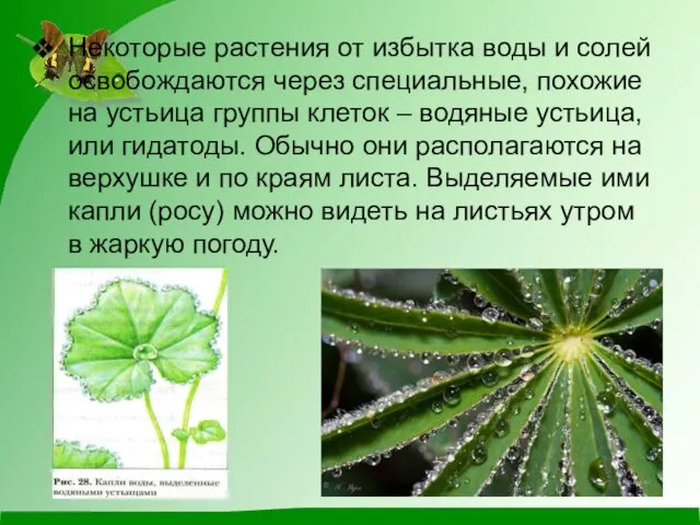 Некоторые растения от избытка воды и солей освобождаются через специальные,