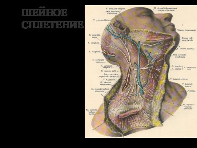 ШЕЙНОЕ СПЛЕТЕНИЕ