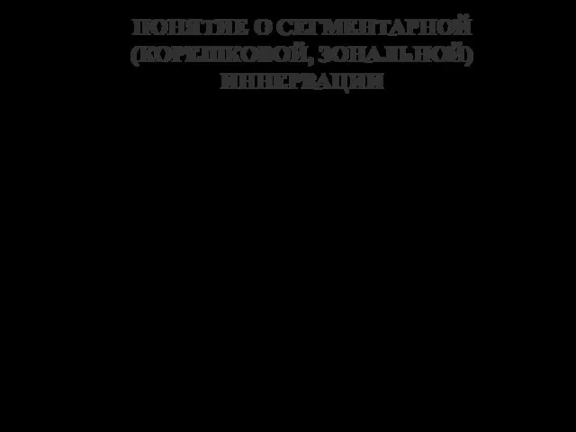 ПОНЯТИЕ О СЕГМЕНТАРНОЙ (КОРЕШКОВОЙ, ЗОНАЛЬНОЙ) ИННЕРВАЦИИ или Сегментарные (корешковые) зоны,