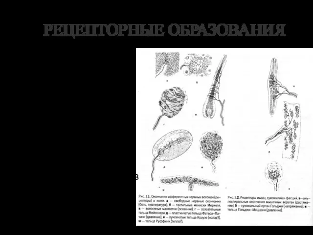 РЕЦЕПТОРНЫЕ ОБРАЗОВАНИЯ Под ними понимаются специфические нервные образования (рецепторы) и