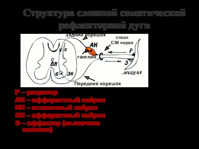 Структура сложной соматической рефлекторной дуги Р – рецептор АН –