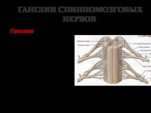 ГАНГЛИИ СПИННОМОЗГОВЫХ НЕРВОВ Ганглии располагаются в задних корешках всех спинномозговых