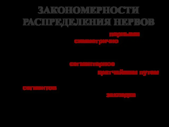 ЗАКОНОМЕРНОСТИ РАСПРЕДЕЛЕНИЯ НЕРВОВ Нервы являются парными и располагаются симметрично, расходясь