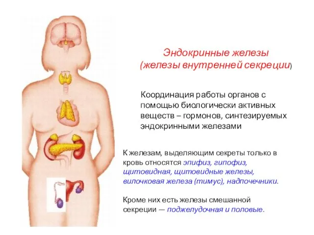 Эндокринные железы (железы внутренней секреции) К железам, выделяющим секреты только
