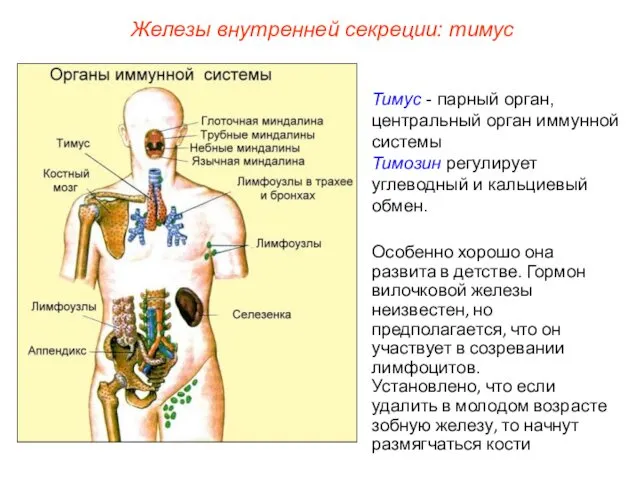 Тимус - парный орган, центральный орган иммунной системы Тимозин регулирует углеводный и кальциевый