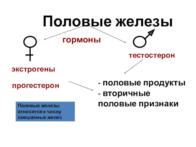 Половые железы гормоны экстрогены прогестерон тестостерон - половые продукты -