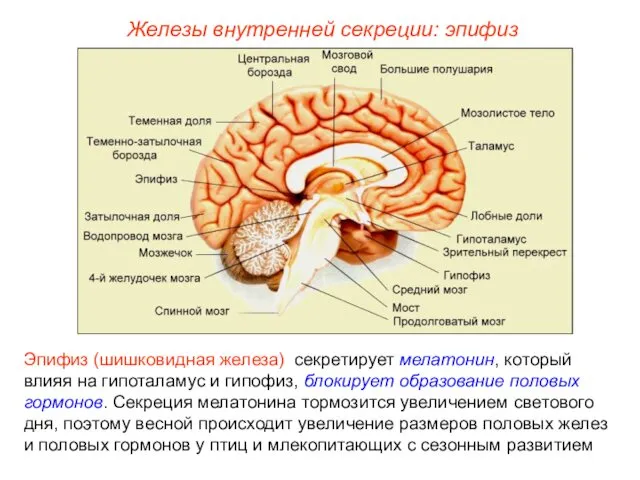 Железы внутренней секреции: эпифиз Эпифиз (шишковидная железа) секретирует мелатонин, который