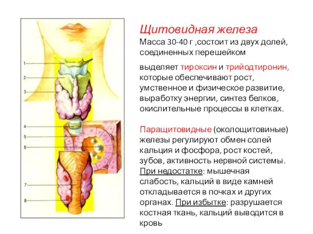 выделяет тироксин и трийодтиронин, которые обеспечивают рост, умственное и физическое