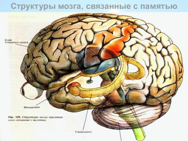 Структуры мозга, связанные с памятью