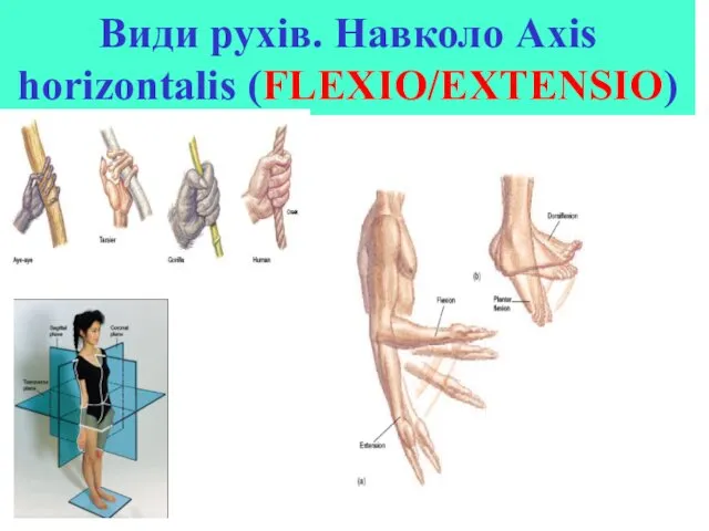 Види рухів. Навколо Аxis horizontalis (FLEXIO/EXTENSIO)