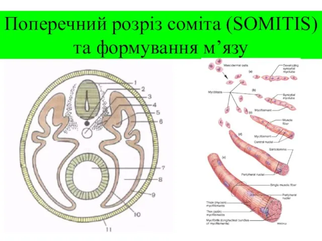 Поперечний розріз соміта (SOMITIS) та формування м’язу