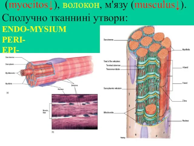 Будова м’язових клітин (myocitos↓), волокон, м'язу (musculus↓). Сполучно тканнині утвори: ENDO-MYSIUM PERI- EPI-