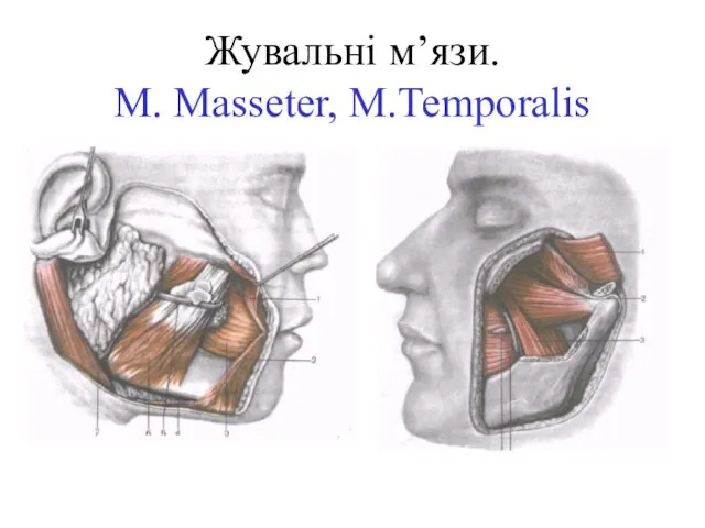 Жувальні м’язи. M. Masseter, M.Temporalis