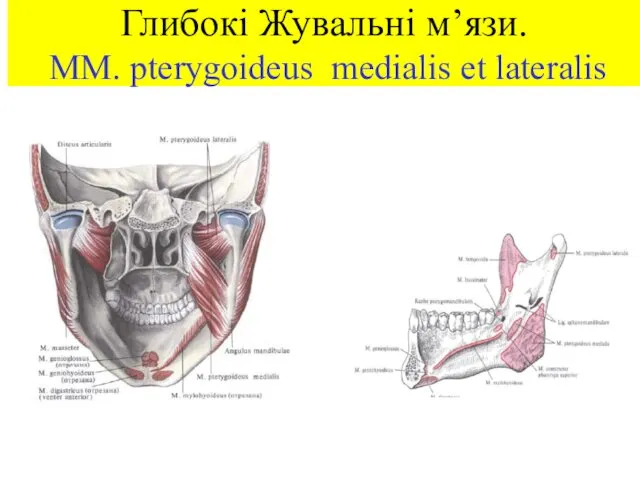 Глибокі Жувальні м’язи. MM. pterygoideus medialis et lateralis