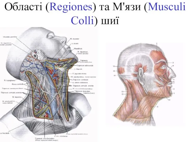 Області (Regiones) та М'язи (Musculi Colli) шиї