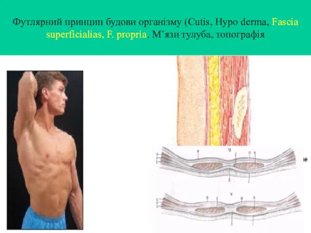 Футлярний принцип будови організму (Cutis, Hypo derma, Fascia superficialias, F. propria. М’язи тулуба, топографія