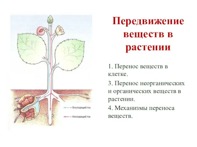 Передвижение веществ в растении 1. Перенос веществ в клетке. 3.