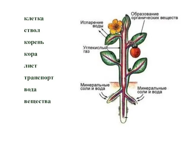 клетка ствол корень кора лист транспорт вода вещества