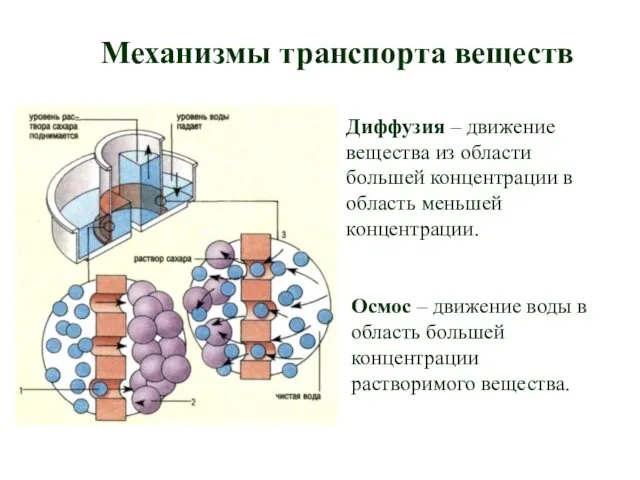 Механизмы транспорта веществ Диффузия – движение вещества из области большей