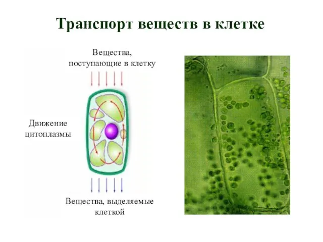 Транспорт веществ в клетке Вещества, поступающие в клетку Вещества, выделяемые клеткой Движение цитоплазмы