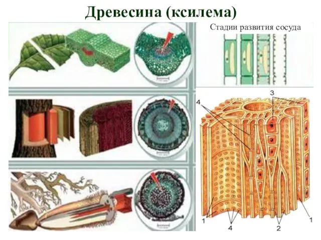 Стадии развития сосуда Древесина (ксилема)