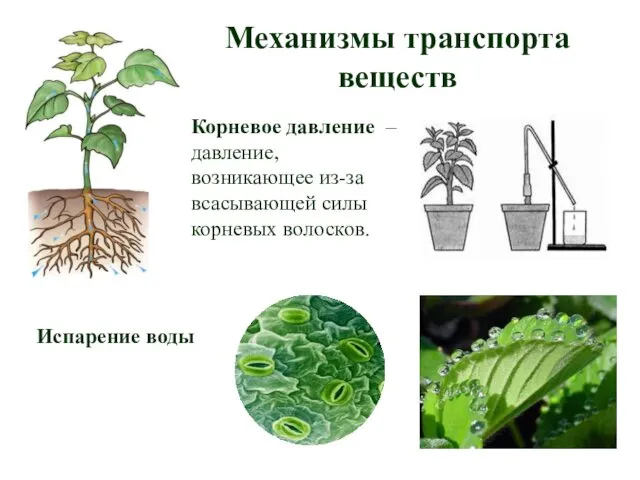 Механизмы транспорта веществ Испарение воды Корневое давление – давление, возникающее из-за всасывающей силы корневых волосков.