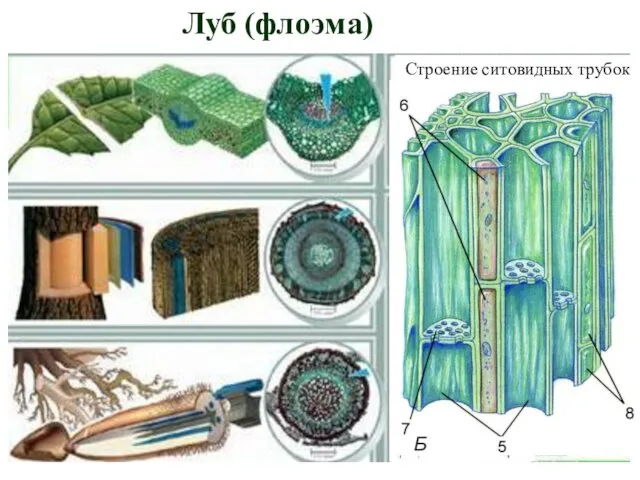 Луб (флоэма) Строение ситовидных трубок