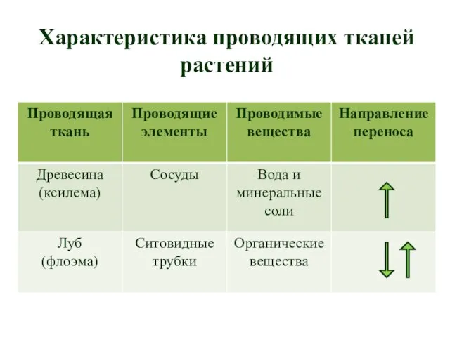 Характеристика проводящих тканей растений