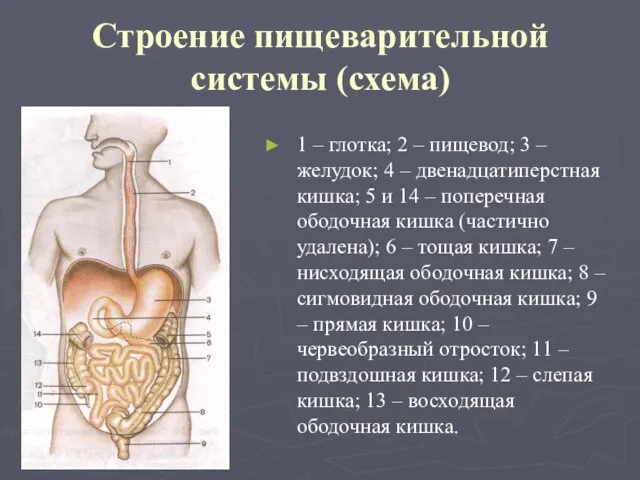 Строение пищеварительной системы (схема) 1 – глотка; 2 – пищевод;