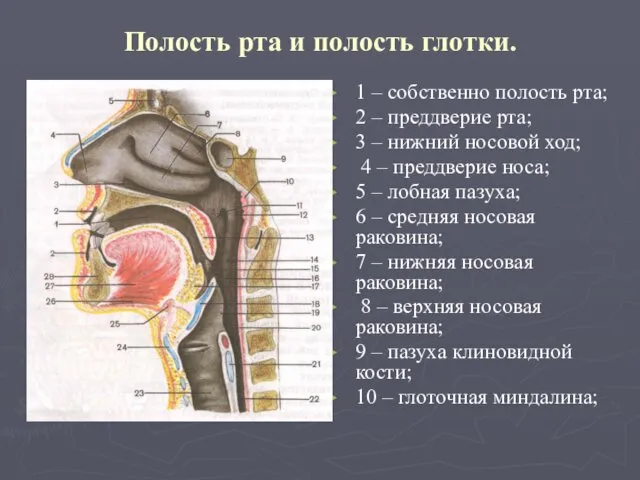 Полость рта и полость глотки. 1 – собственно полость рта;