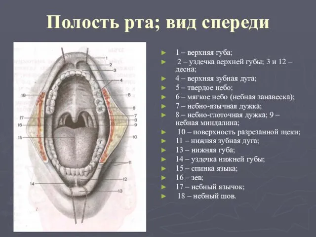 Полость рта; вид спереди 1 – верхняя губа; 2 –