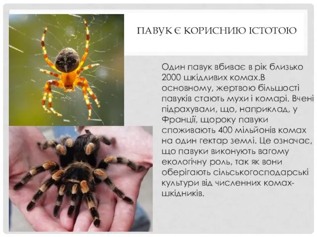 ПАВУК Є КОРИСНИЮ ІСТОТОЮ Один павук вбиває в рік близько