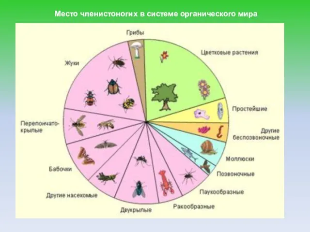 Место членистоногих в системе органического мира