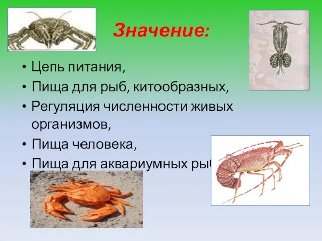 Значение: Цепь питания, Пища для рыб, китообразных, Регуляция численности живых