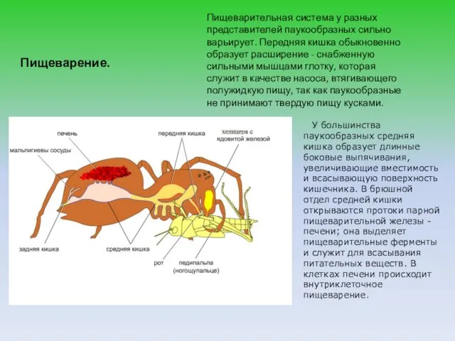 Пищеварение. Пищеварительная система у разных представителей паукообразных сильно варьирует. Передняя