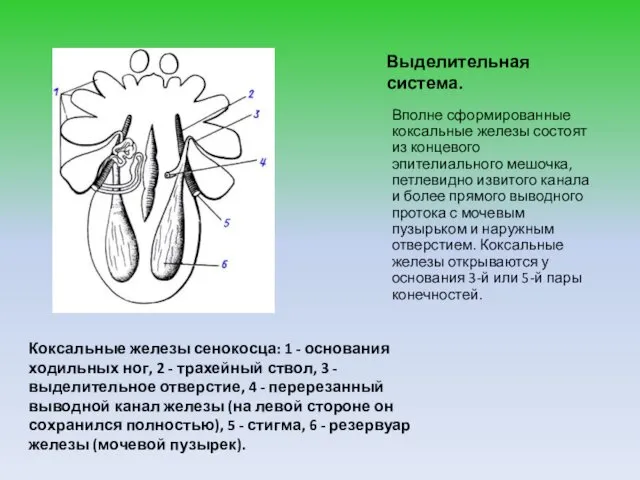 Выделительная система. Вполне сформированные коксальные железы состоят из концевого эпителиального