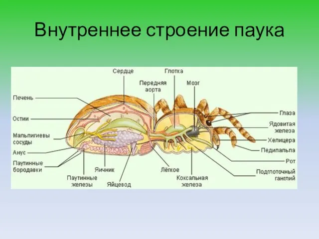 Внутреннее строение паука