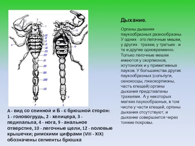 Дыхание. Органы дыхания паукообразных разнообразны. У одних - это легочные