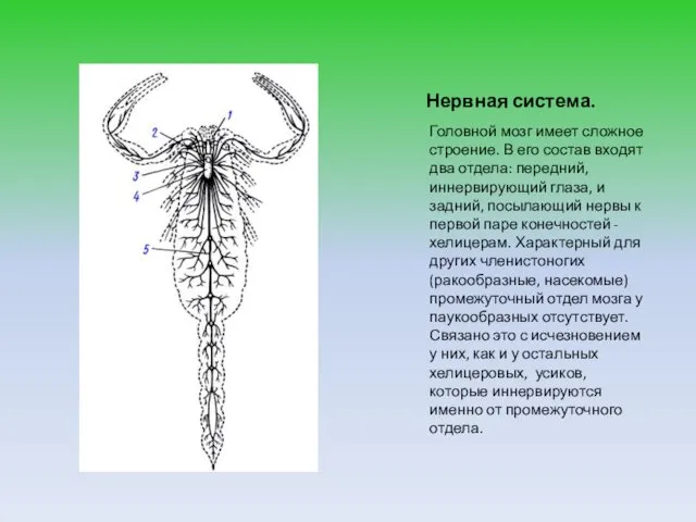 Нервная система. Головной мозг имеет сложное строение. В его состав