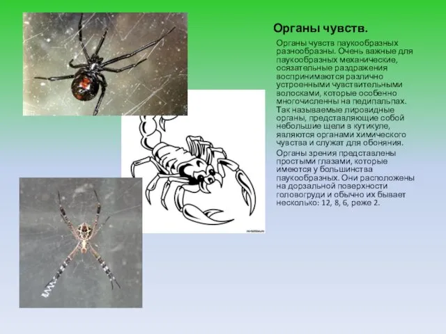 Органы чувств. Органы чувств паукообразных разнообразны. Очень важные для паукообразных