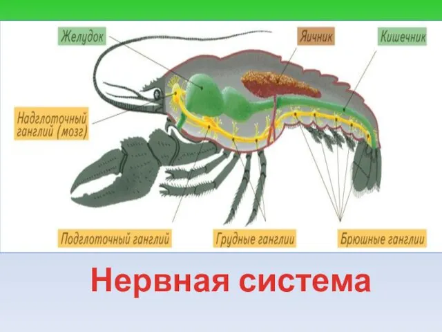 Нервная система