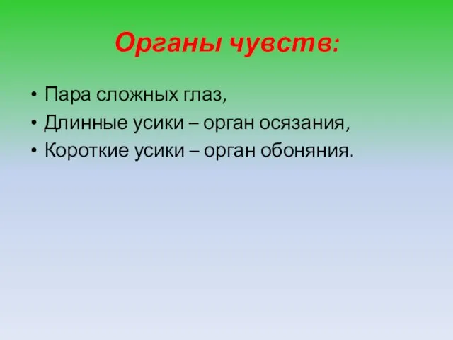 Органы чувств: Пара сложных глаз, Длинные усики – орган осязания, Короткие усики – орган обоняния.