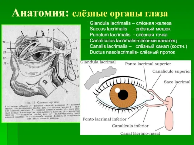 Анатомия: слёзные органы глаза Glandula lacrimalis – слёзная железа Saccus lacrimalis - слёзный
