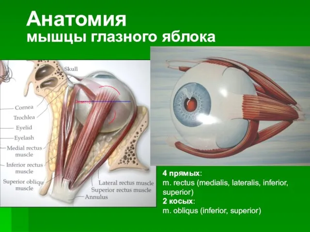 Анатомия мышцы глазного яблока 4 прямых: m. rectus (medialis, lateralis, inferior, superior) 2