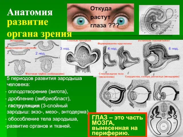 Анатомия развитие органа зрения 5 периодов развития зародыша человека: оплодотворение (зигота), дробление (эмбриобласт),
