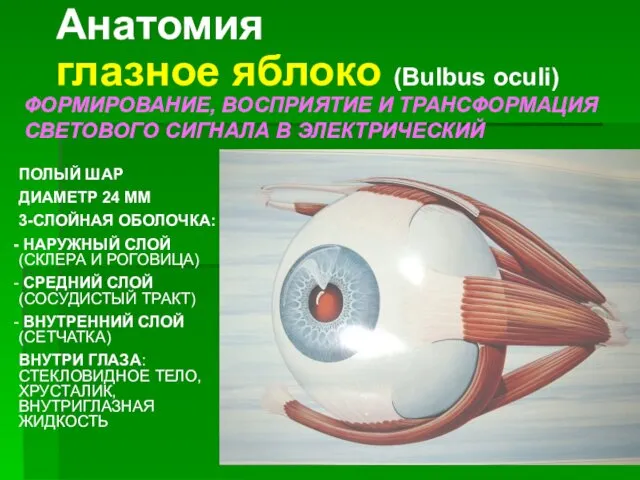 Анатомия глазное яблоко (Bulbus oculi) ФОРМИРОВАНИЕ, ВОСПРИЯТИЕ И ТРАНСФОРМАЦИЯ СВЕТОВОГО СИГНАЛА В ЭЛЕКТРИЧЕСКИЙ