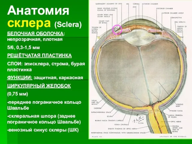 Анатомия склера (Sclera) БЕЛОЧНАЯ ОБОЛОЧКА: непрозрачная, плотная 5/6, 0,3-1,5 мм РЕШЁТЧАТАЯ ПЛАСТИНКА СЛОИ: