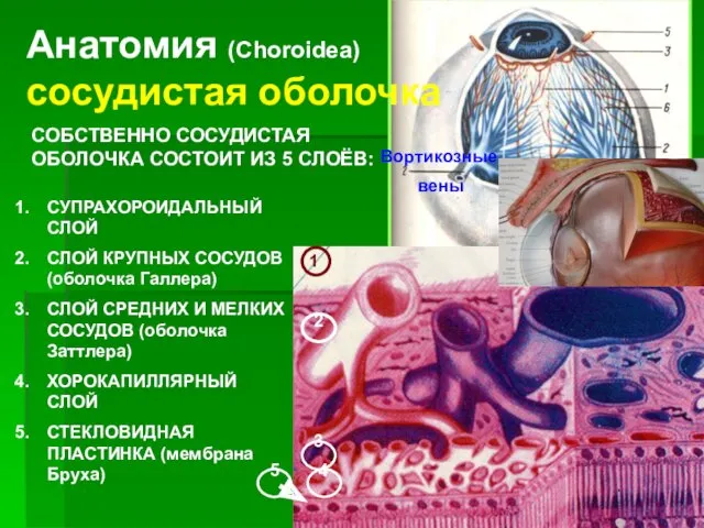 Анатомия (Choroidea) сосудистая оболочка СОБСТВЕННО СОСУДИСТАЯ ОБОЛОЧКА СОСТОИТ ИЗ 5 СЛОЁВ: СУПРАХОРОИДАЛЬНЫЙ СЛОЙ