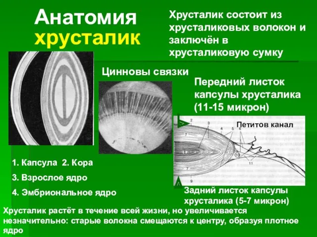 Анатомия хрусталик Цинновы связки Передний листок капсулы хрусталика (11-15 микрон) Задний листок капсулы